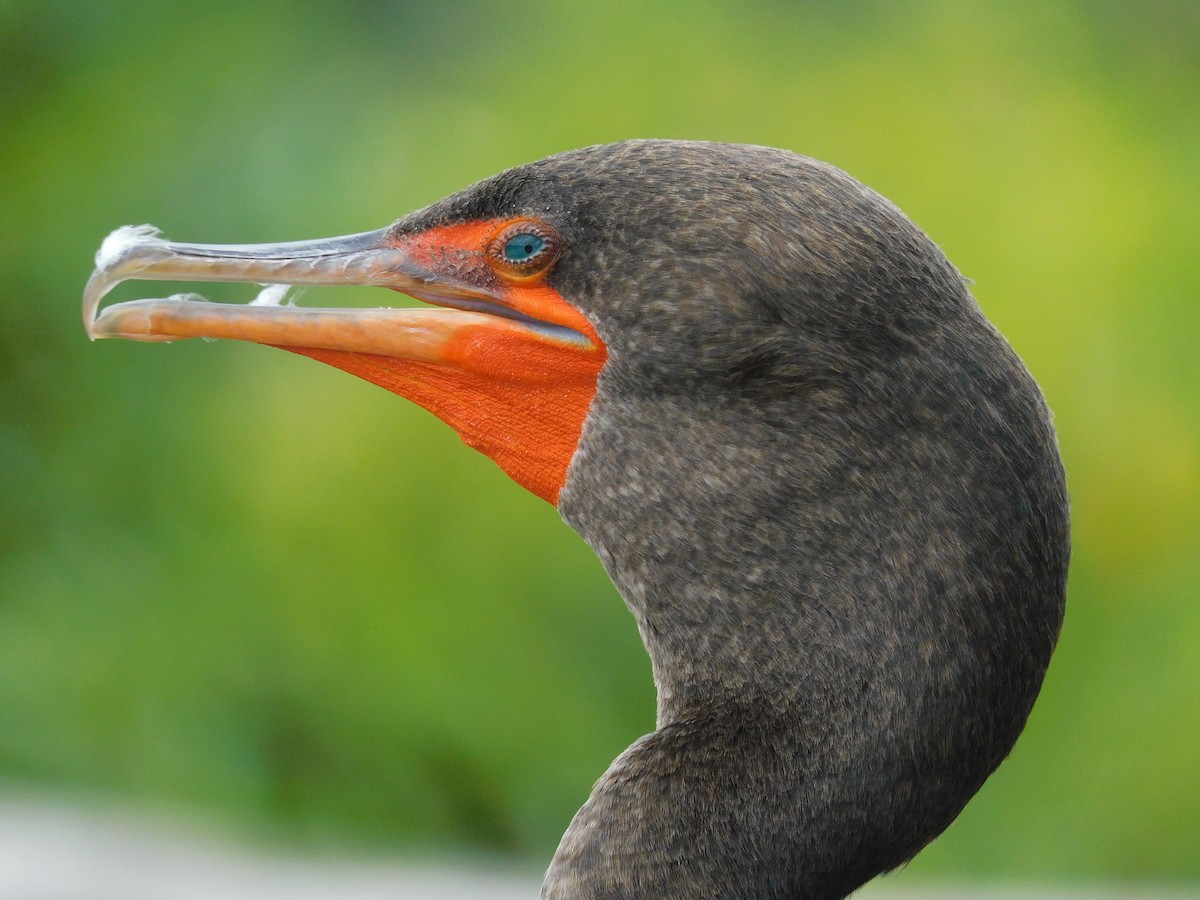 Double-crested Cormorant - Mark Penkower