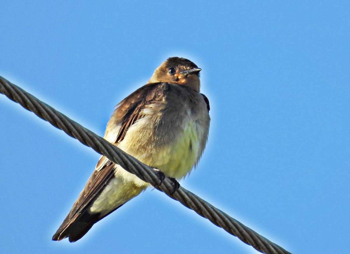Southern Rough-winged Swallow - Marcelo Cuadrado