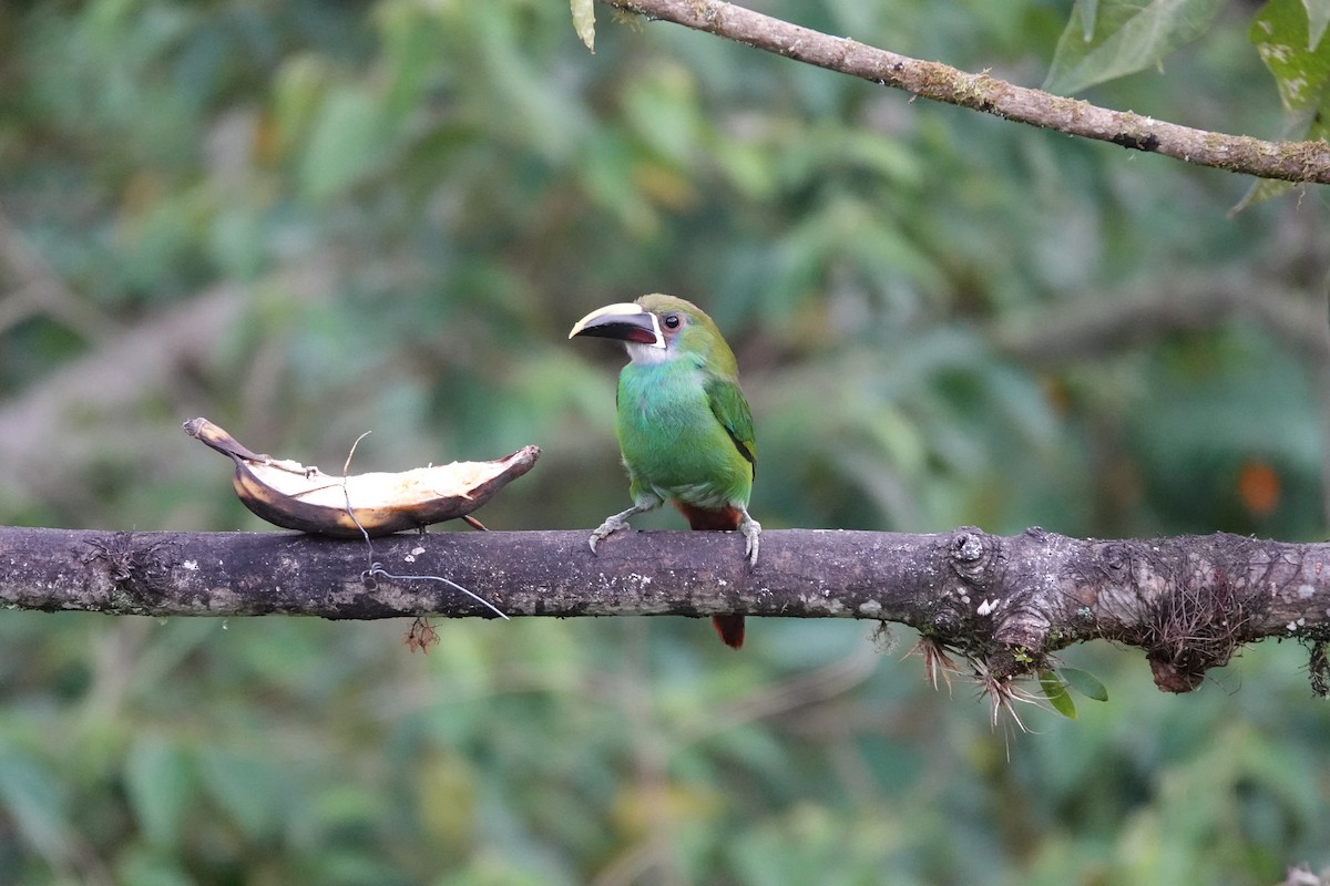 Southern Emerald-Toucanet (Gray-throated) - ML469764421