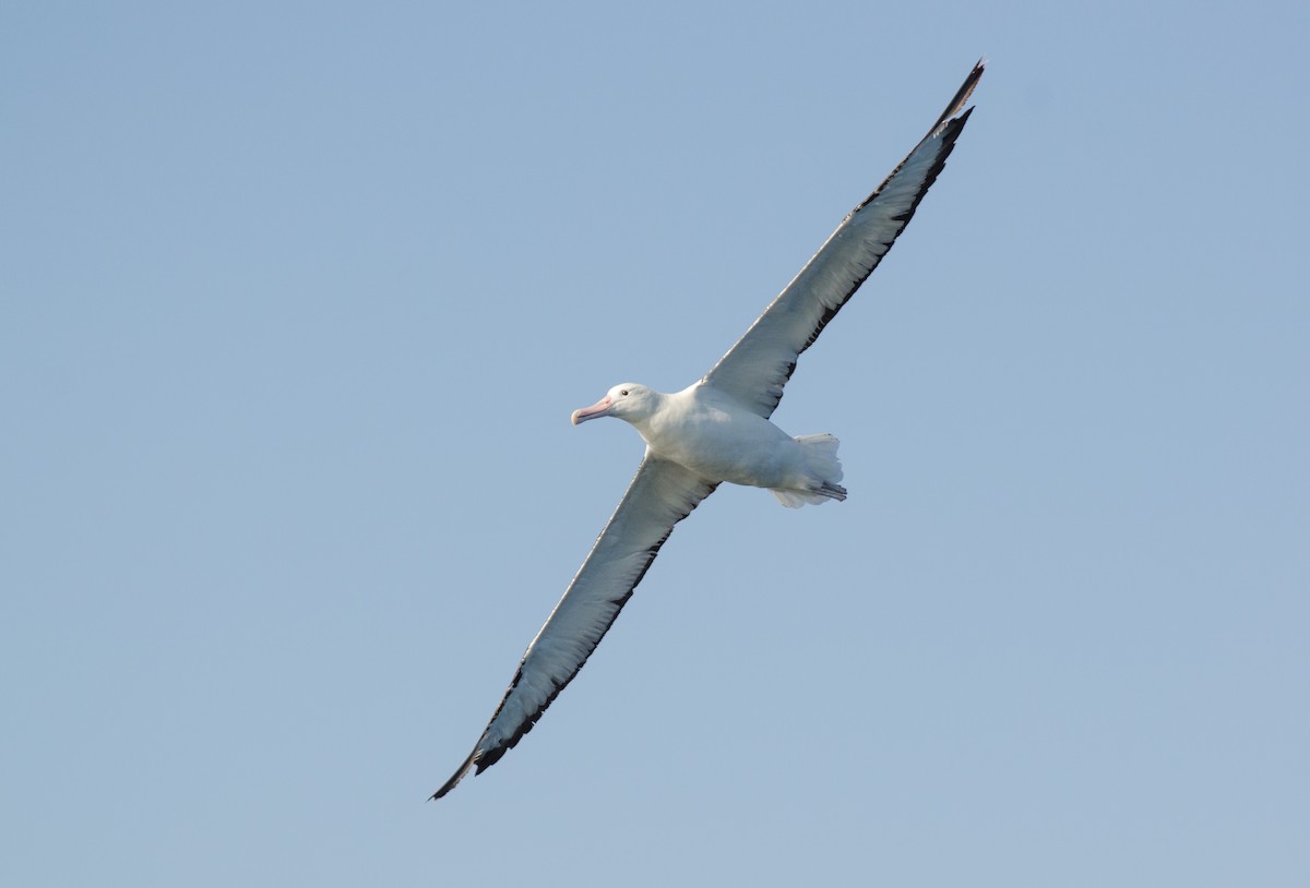 Albatros Real del Sur - ML469765451