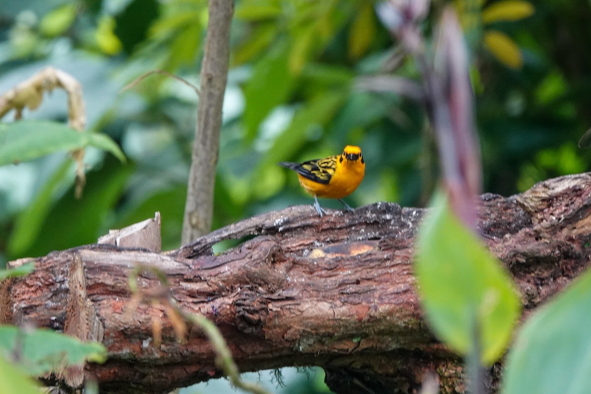 Golden Tanager - ML469765891