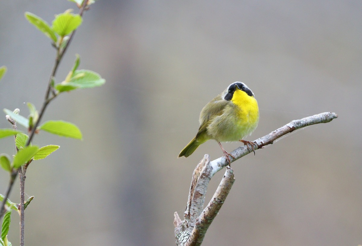 Common Yellowthroat - ML469765911