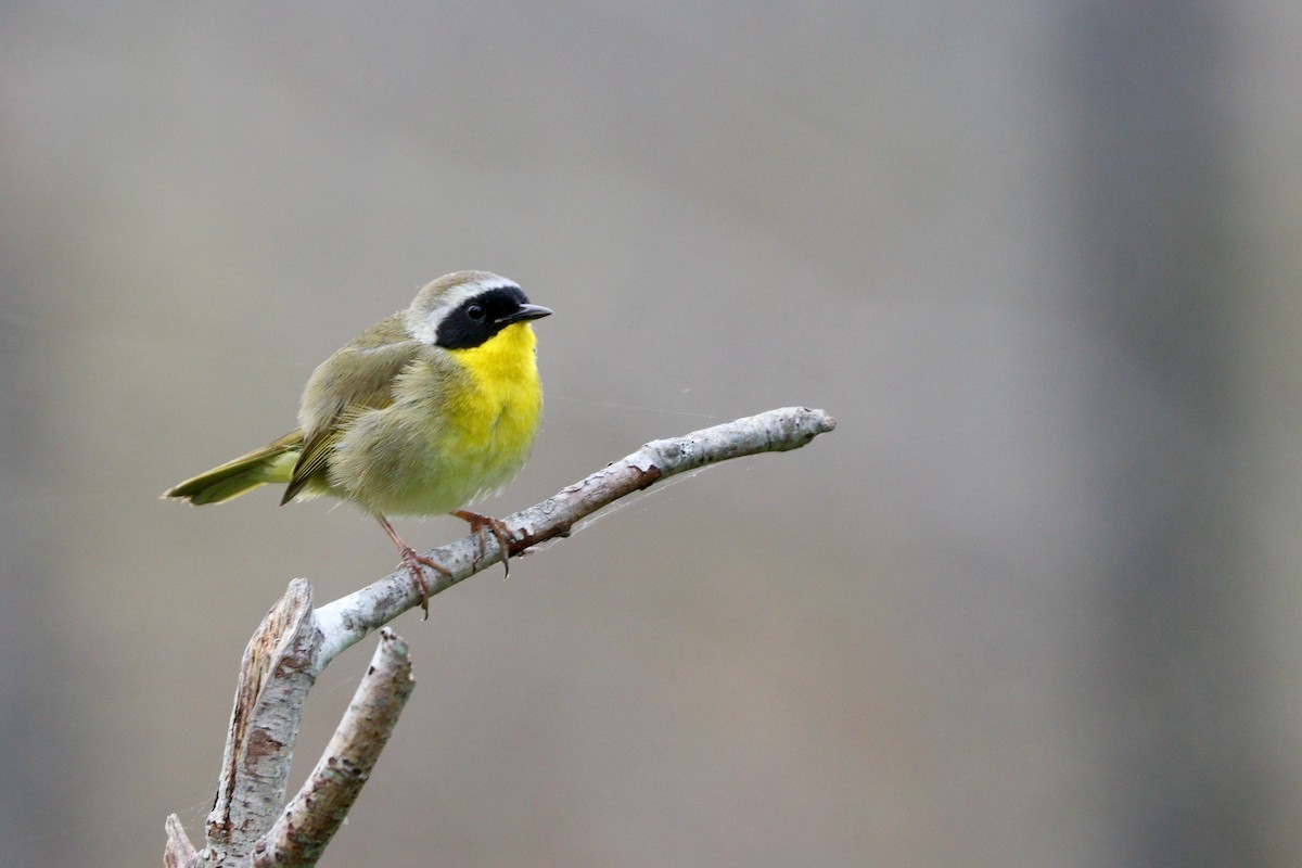 Common Yellowthroat - ML469766011