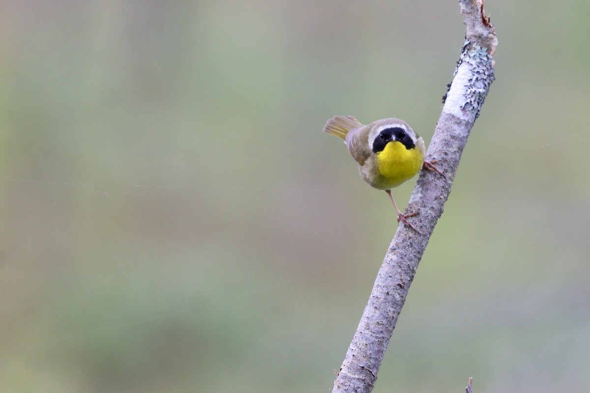 Common Yellowthroat - ML469766251