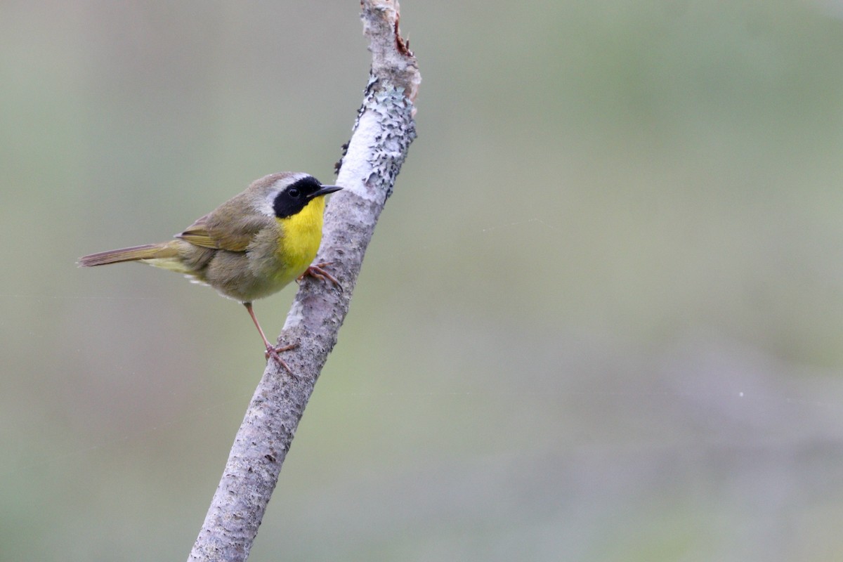 Common Yellowthroat - ML469766311