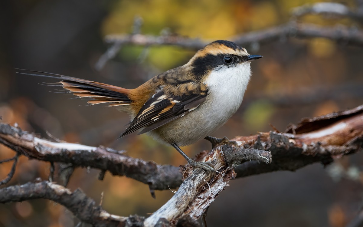 Thorn-tailed Rayadito - ML469766811