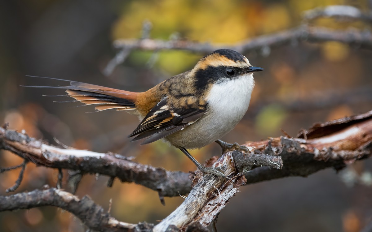 Thorn-tailed Rayadito - ML469766851