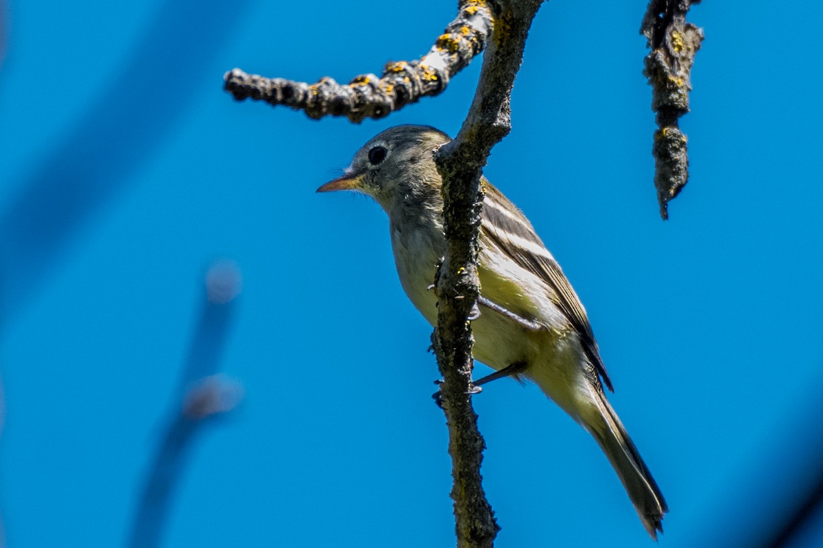Yellow-bellied Flycatcher - Bob Bowhay