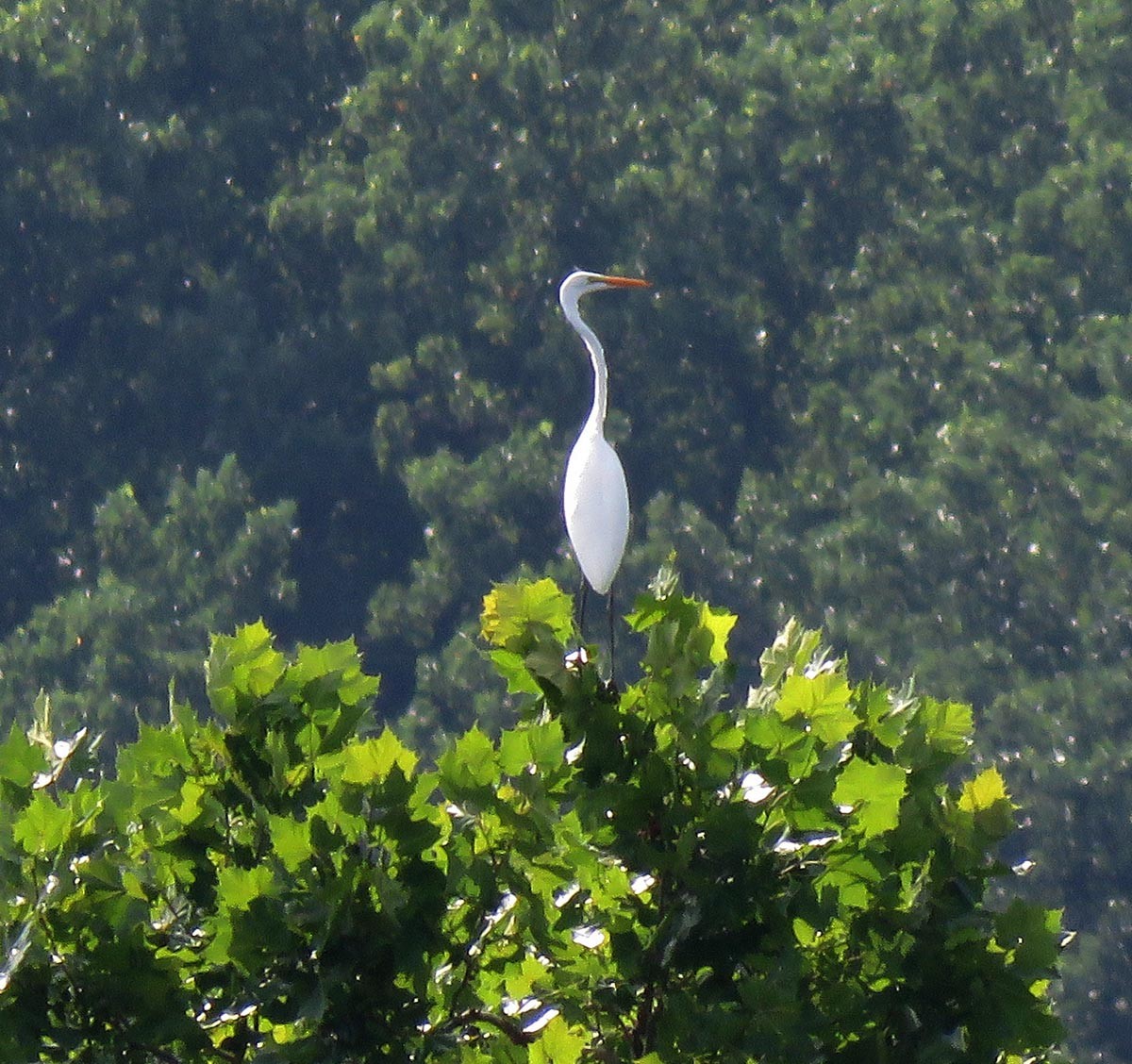 Great Egret - ML469768371