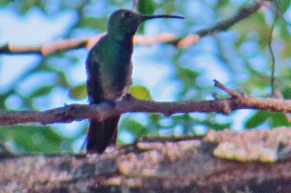 Green-breasted Mango - Eric van den Berghe