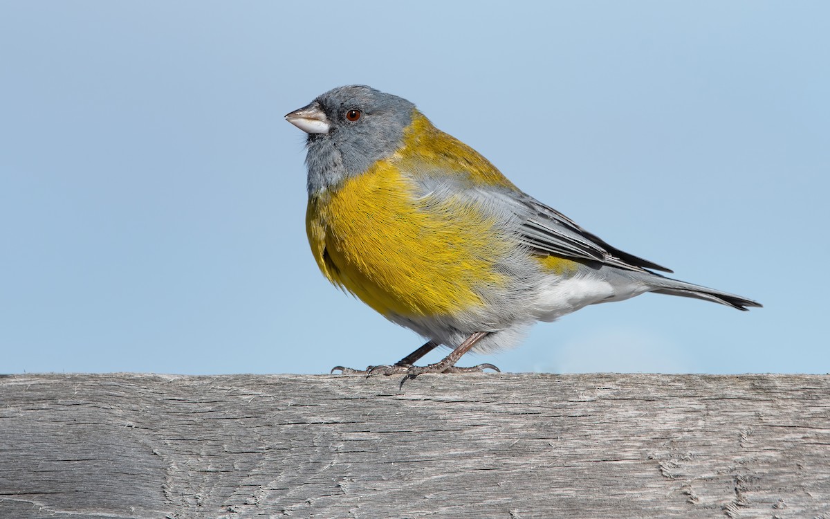 Gray-hooded Sierra Finch - ML469768691