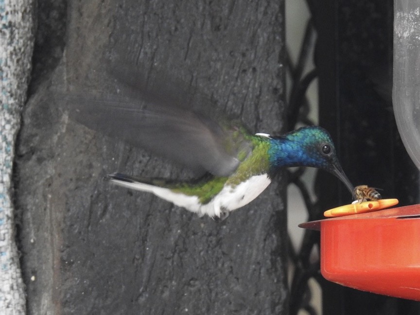 White-necked Jacobin - ML469768801