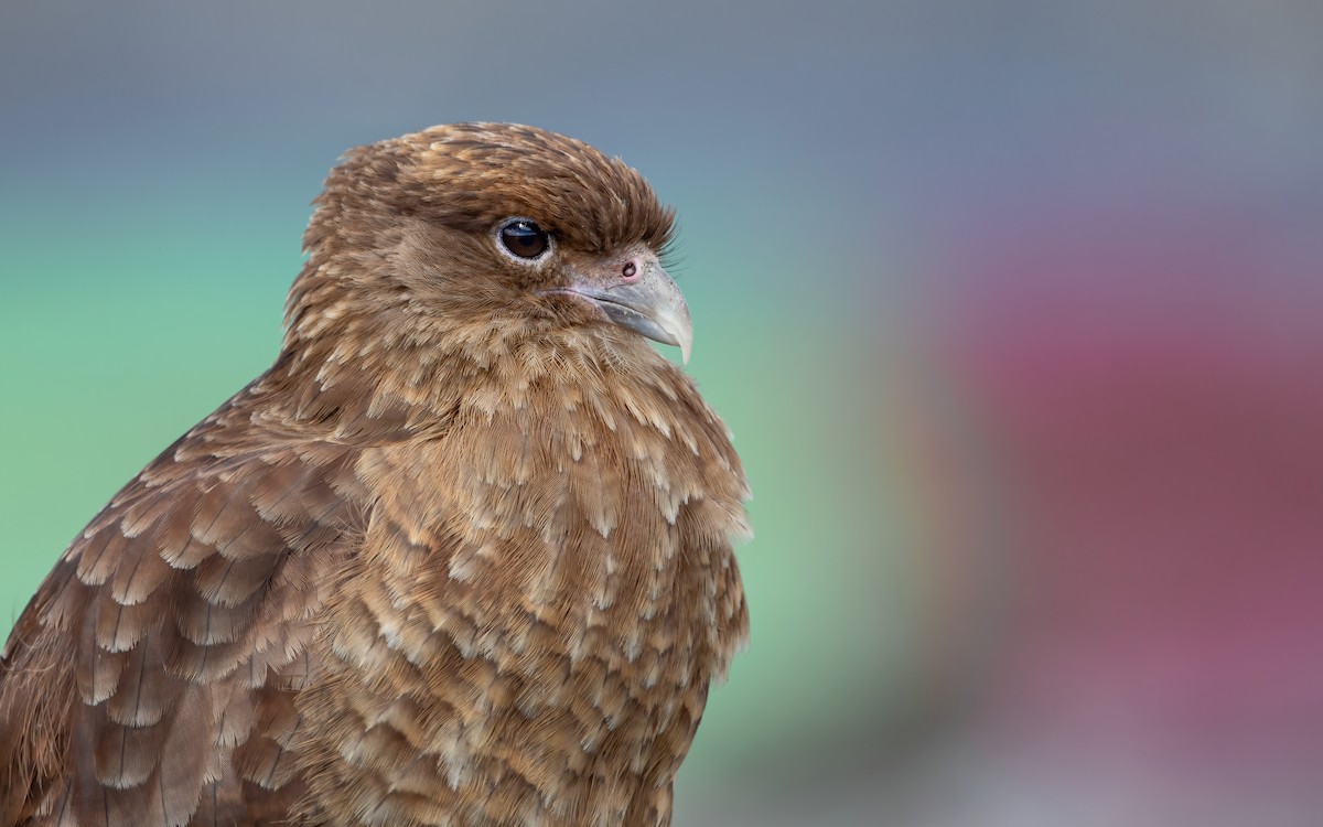 Chimango Caracara - ML469769111