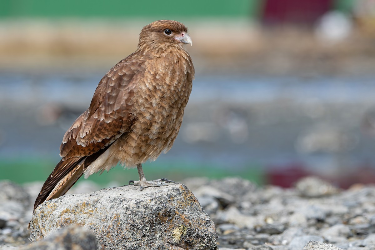 Chimango Caracara - ML469769121