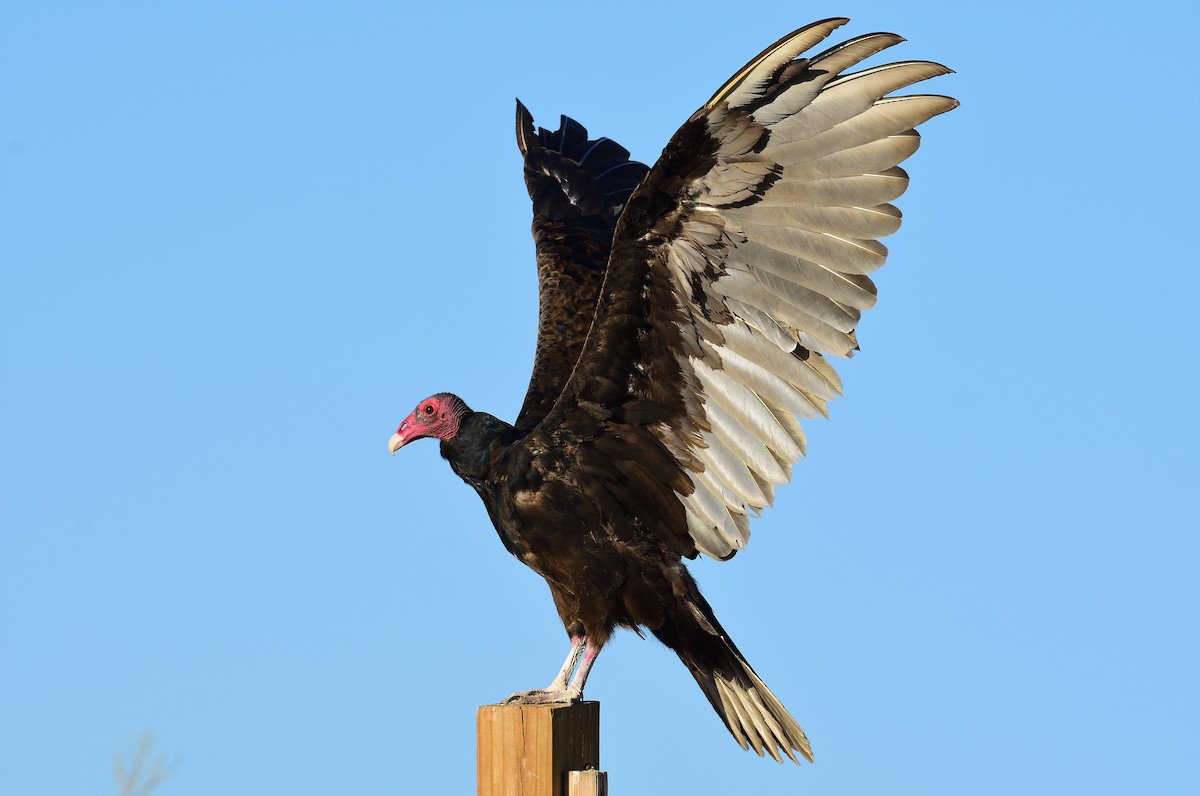 Turkey Vulture - ML469769201
