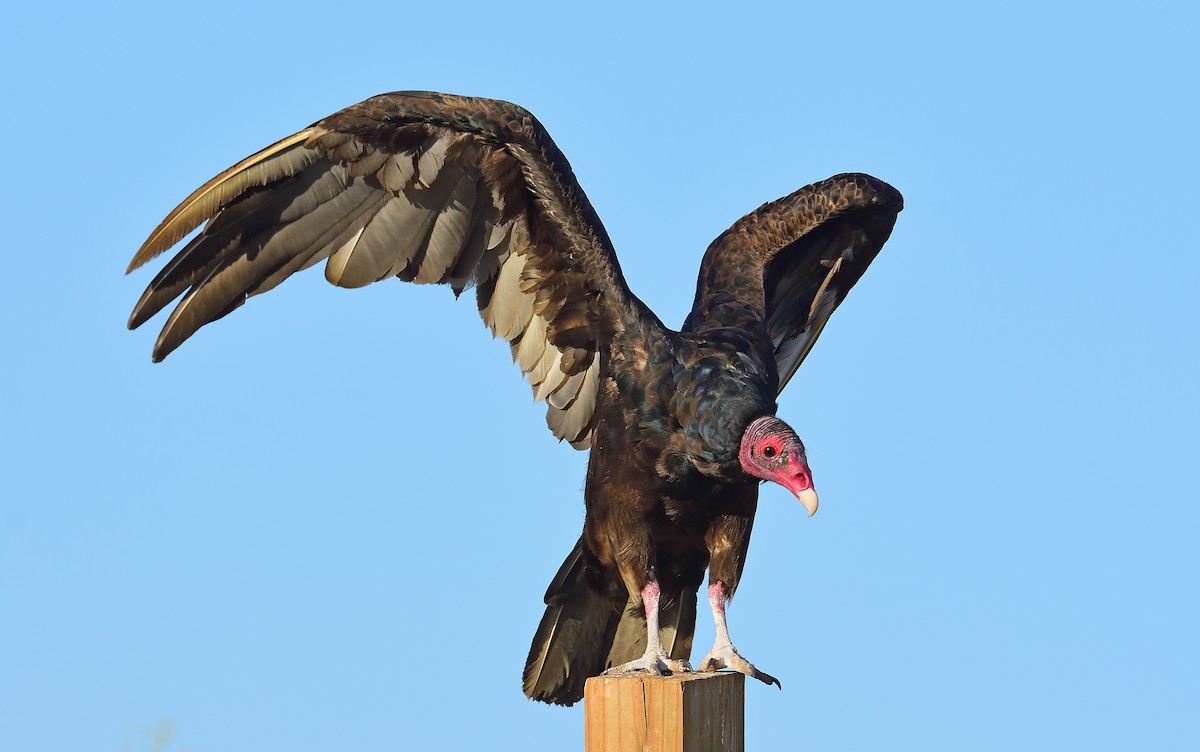 Turkey Vulture - ML469769341