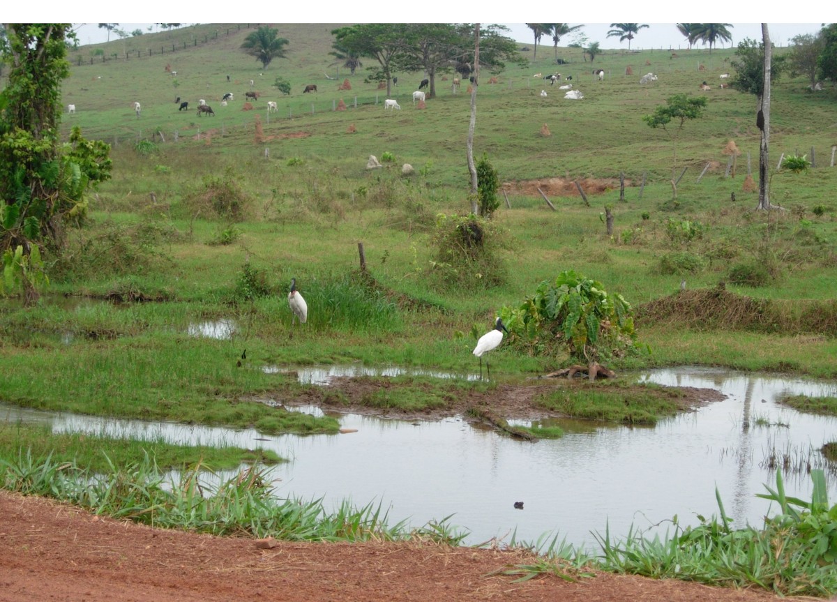 Jabiru d'Amérique - ML46977051