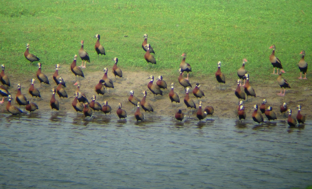 Black-bellied Whistling-Duck - ML46977141