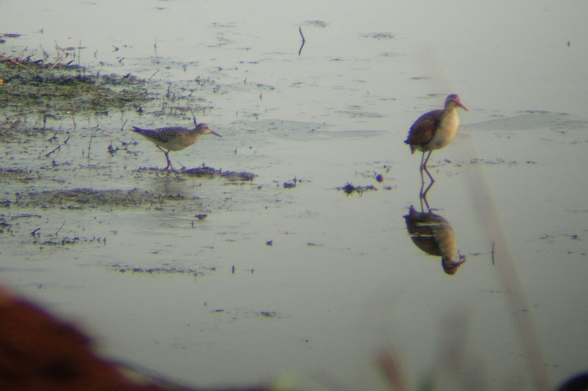 Pectoral Sandpiper - ML46977221