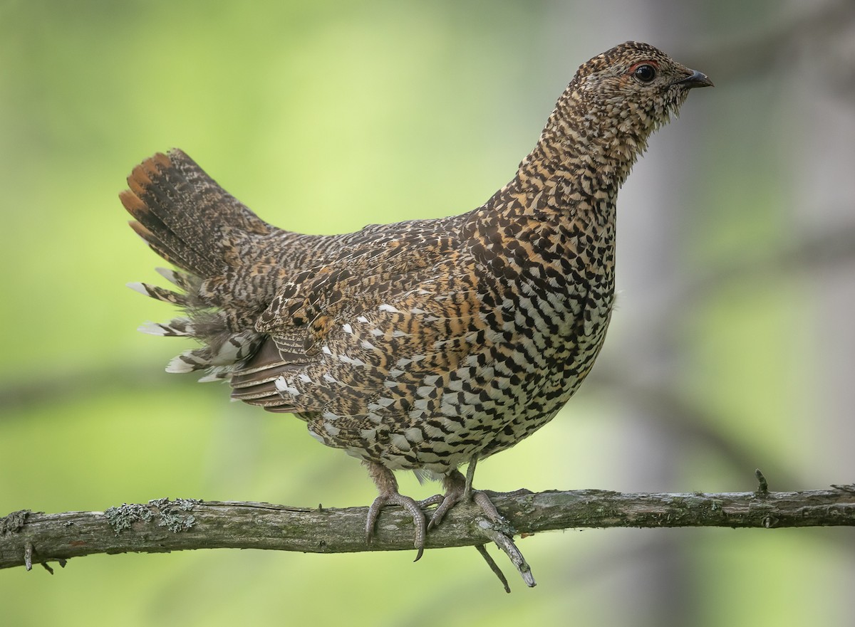 Spruce Grouse - Greg Schrader