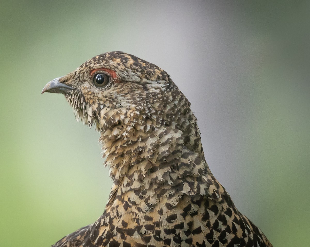 Spruce Grouse - Greg Schrader