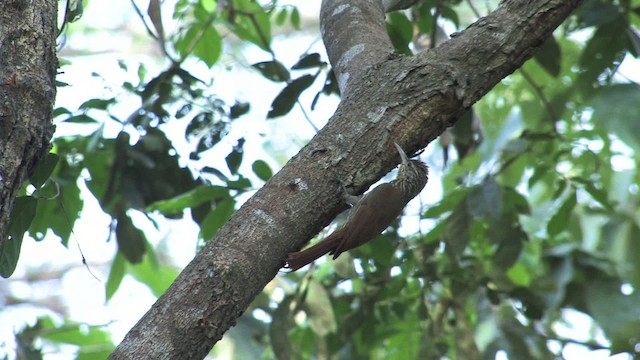 Streak-headed Woodcreeper - ML469774