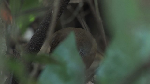 Buff-breasted Wren - ML469775