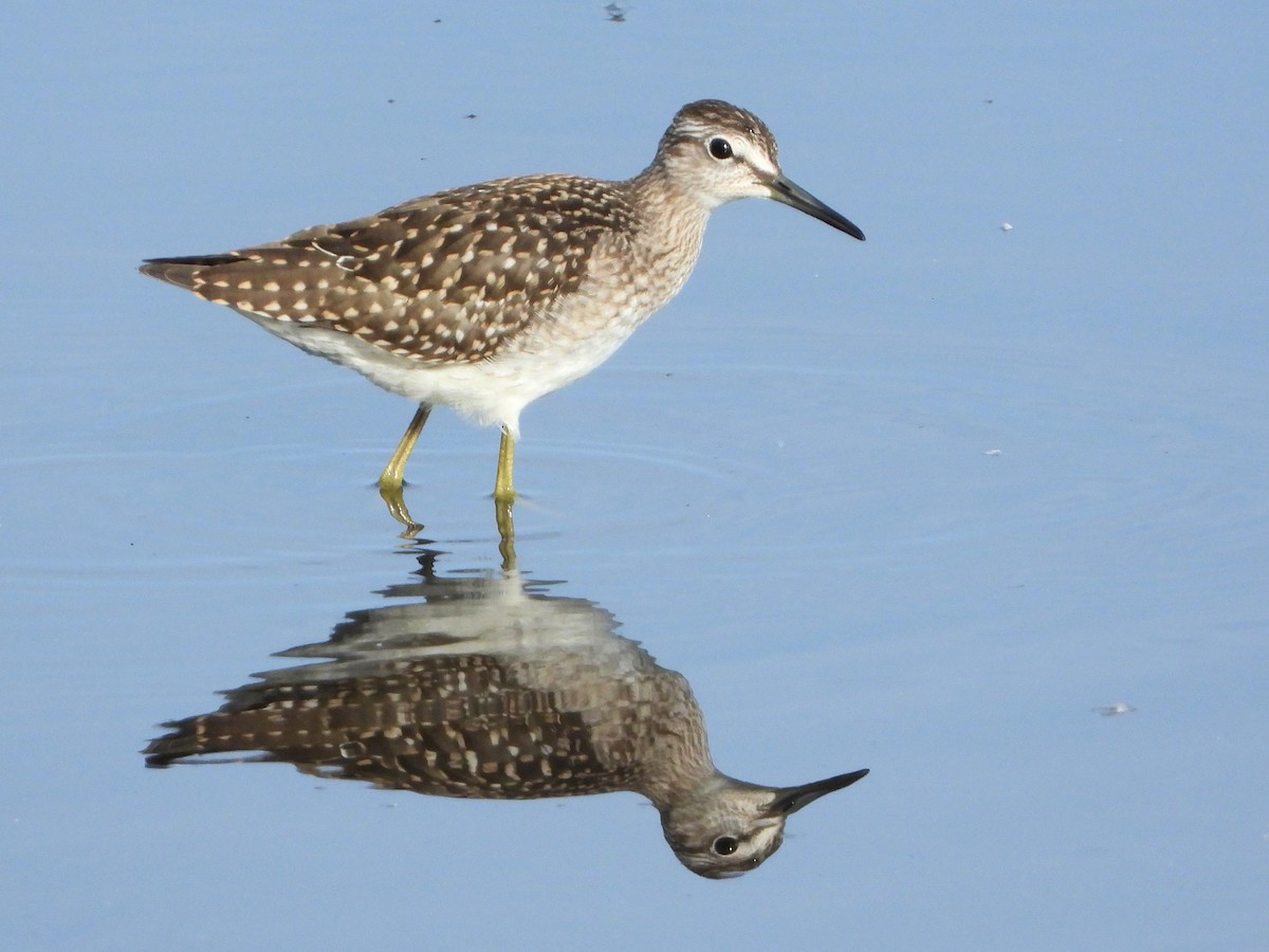 Wood Sandpiper - ML469775451