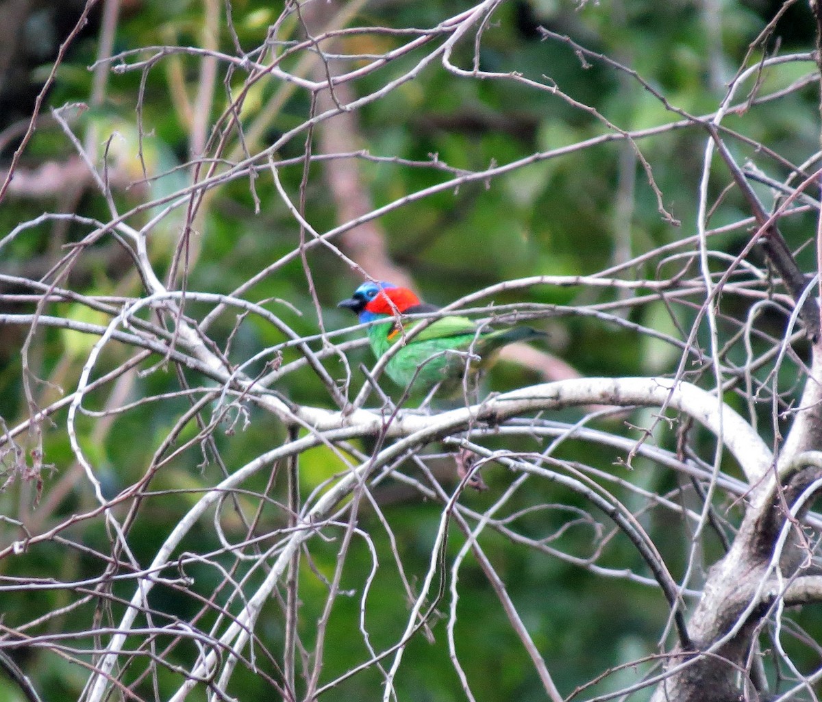 Red-necked Tanager - Joe Sebastiani