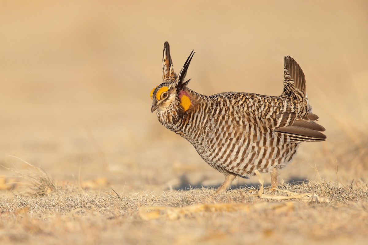 Greater Prairie-Chicken - Dorian Anderson