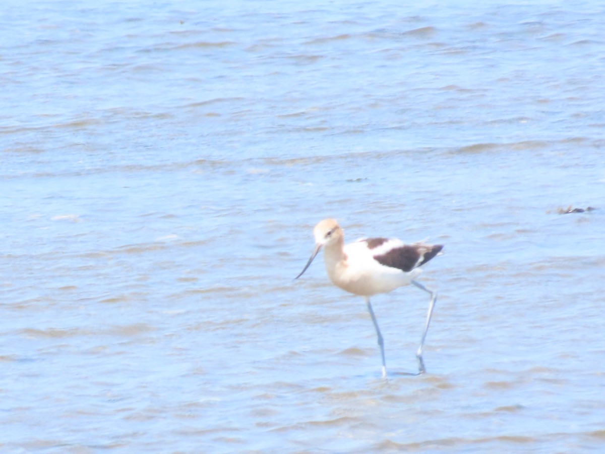 American Avocet - ML469777031