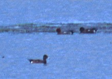 Зээрд нугас - ML469777301