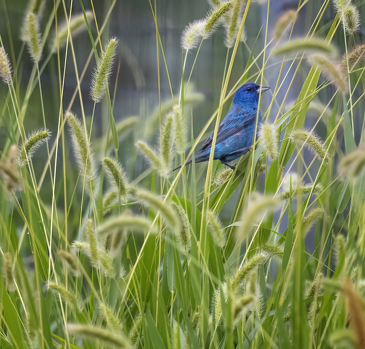 Passerin indigo - ML469778101