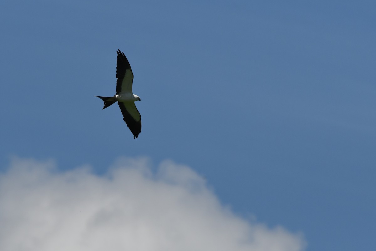 Swallow-tailed Kite - ML469778151