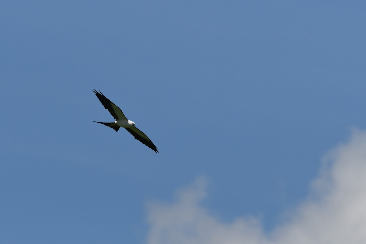 Swallow-tailed Kite - ML469778161