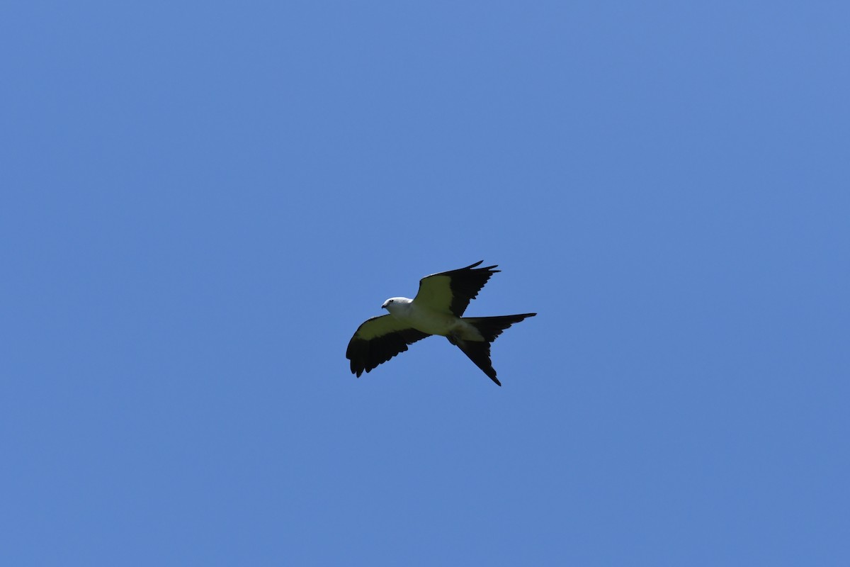 Swallow-tailed Kite - ML469778171