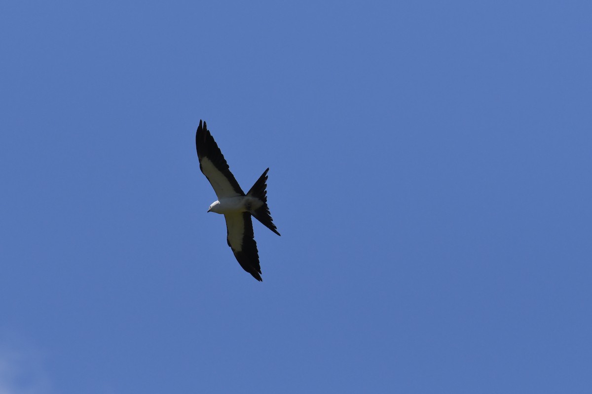 Swallow-tailed Kite - ML469778181