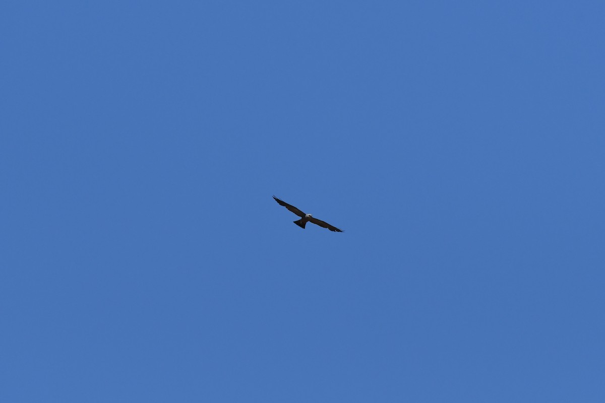 Mississippi Kite - ML469778661