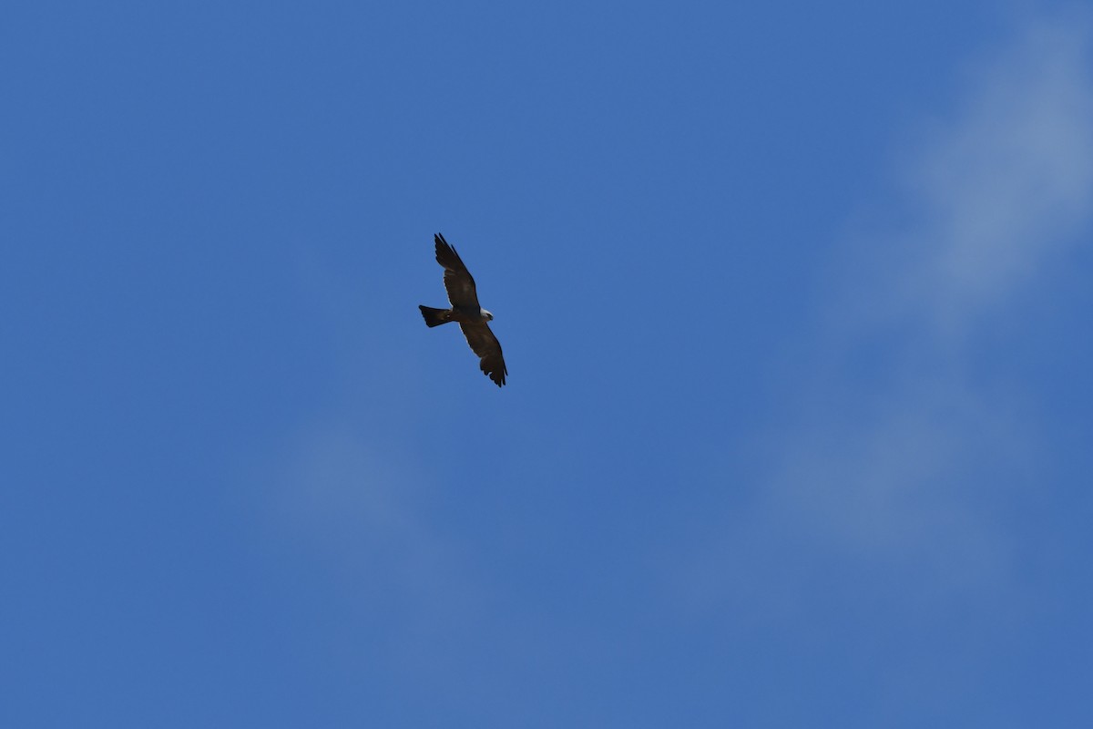 Mississippi Kite - ML469778671