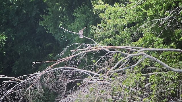 Anhinga d'Amérique - ML469778761