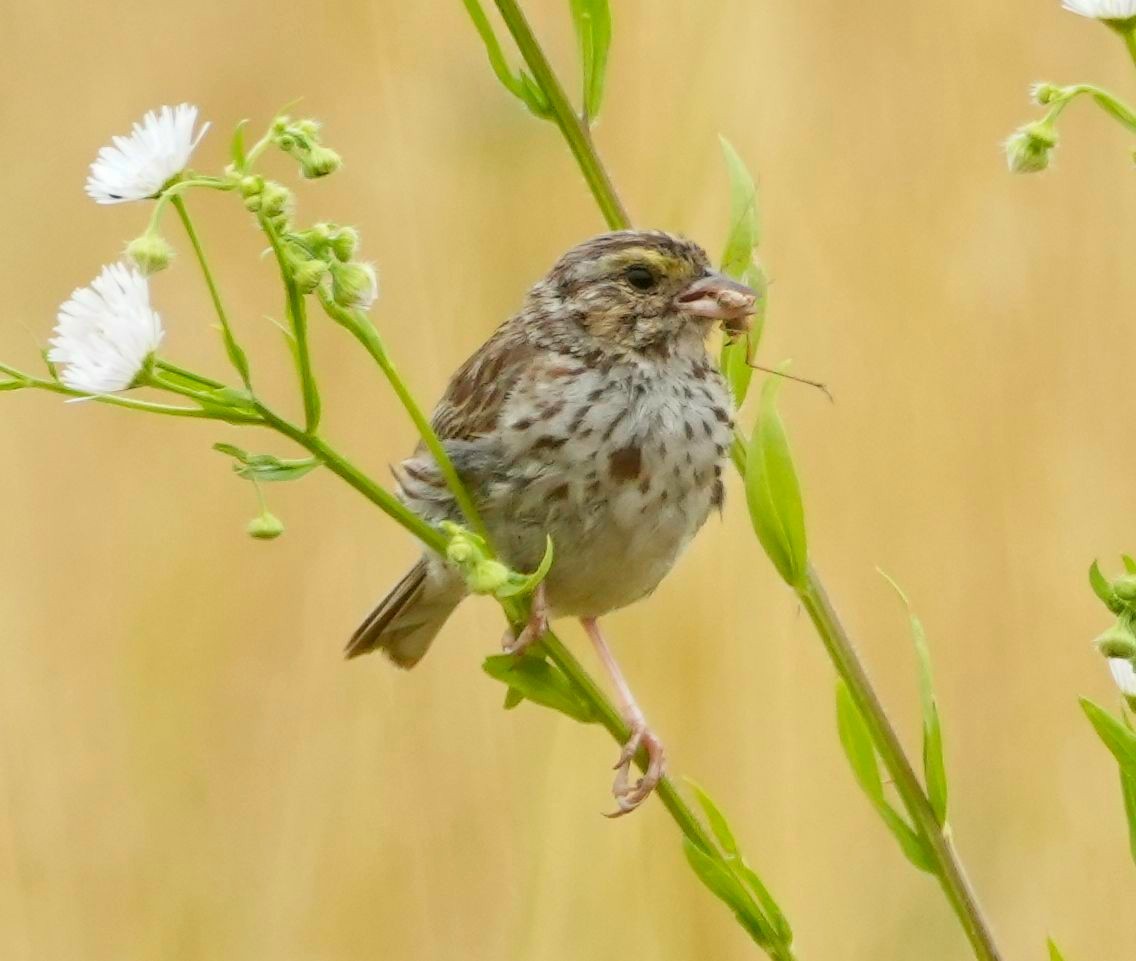 Savannah Sparrow - ML469779251