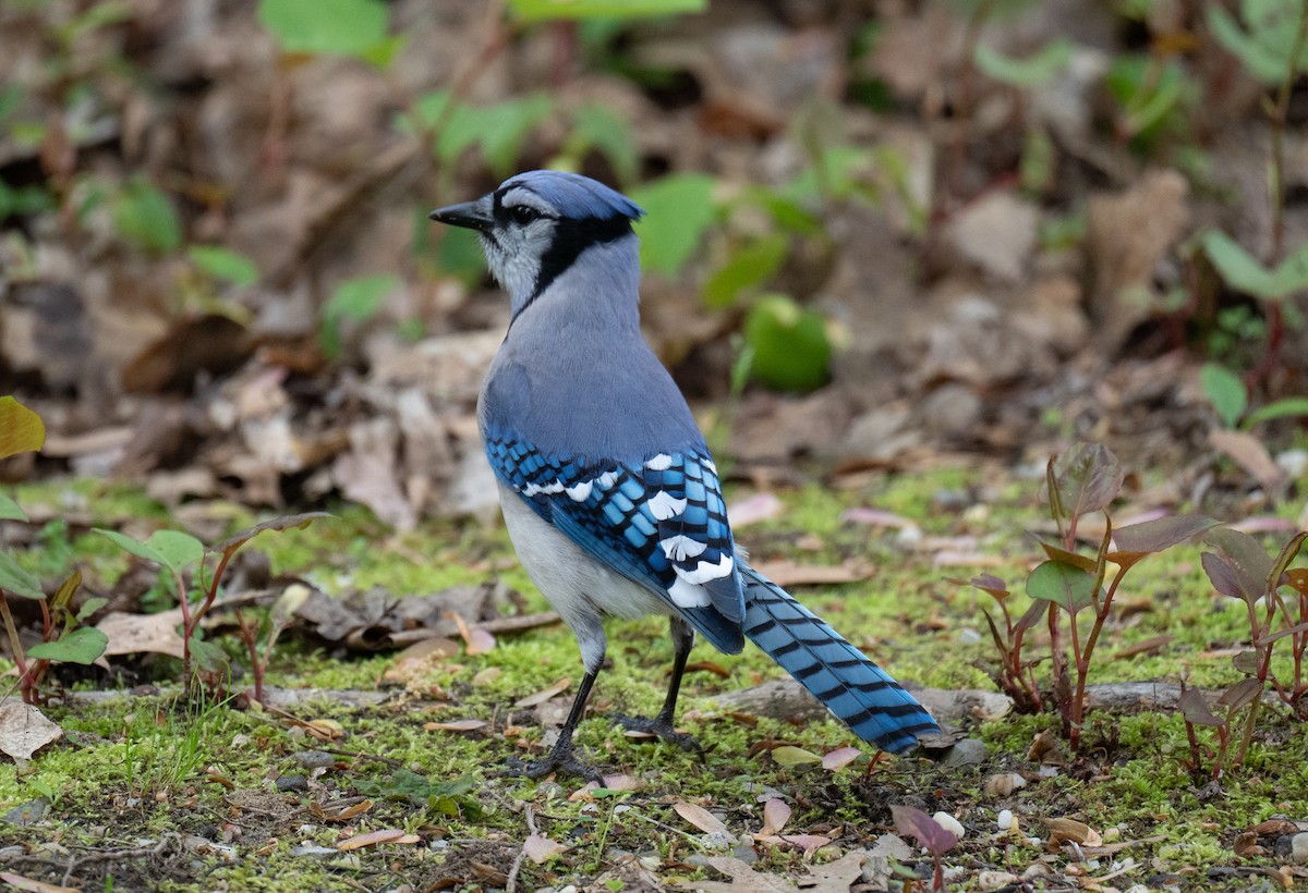 Blauhäher - ML469781031