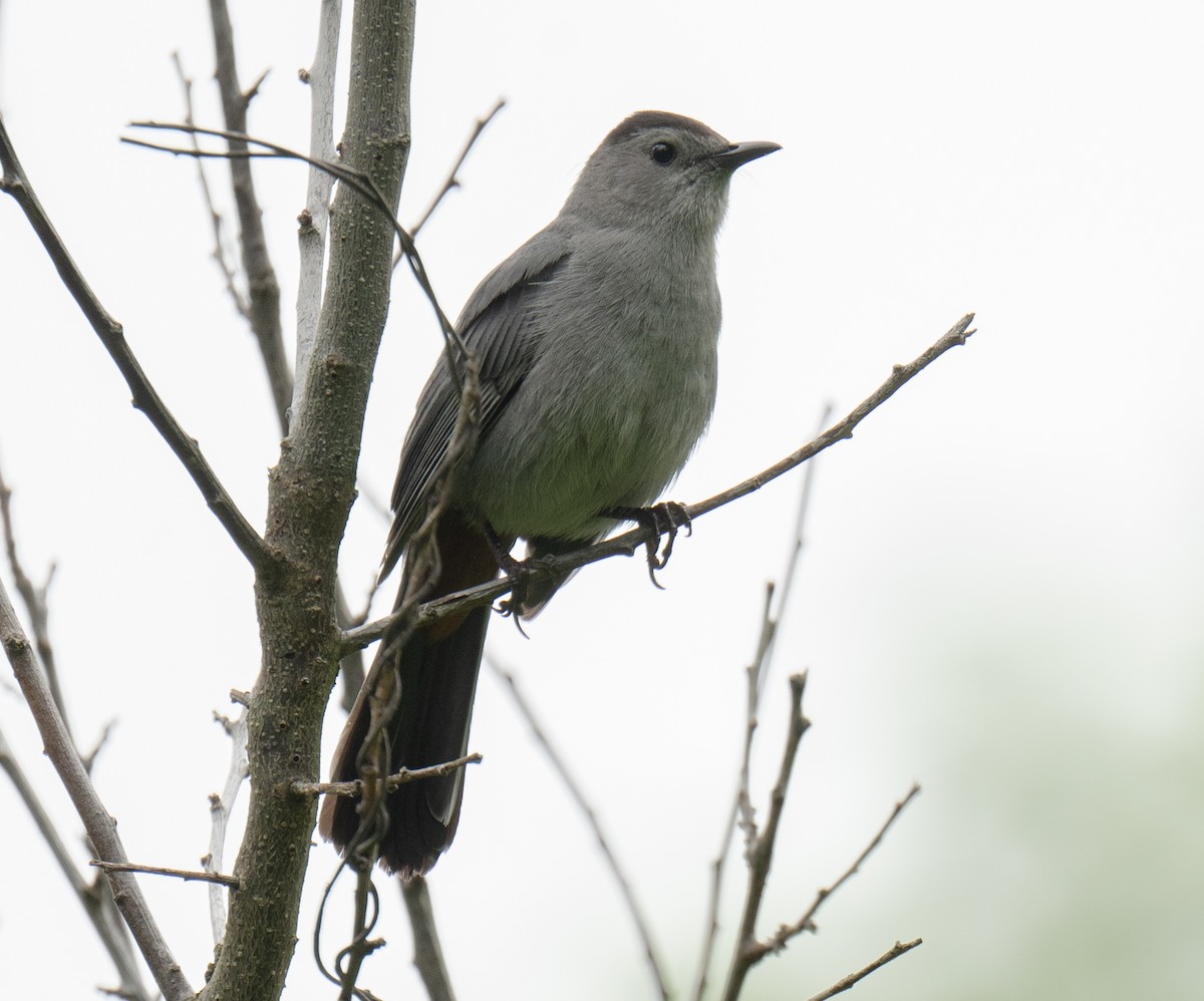 Gray Catbird - Jordan Wolf