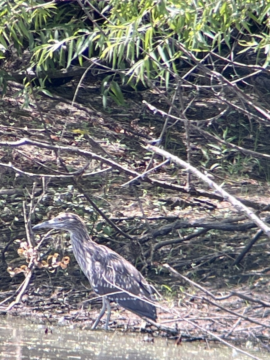 Ногоовор зашин - ML469781131