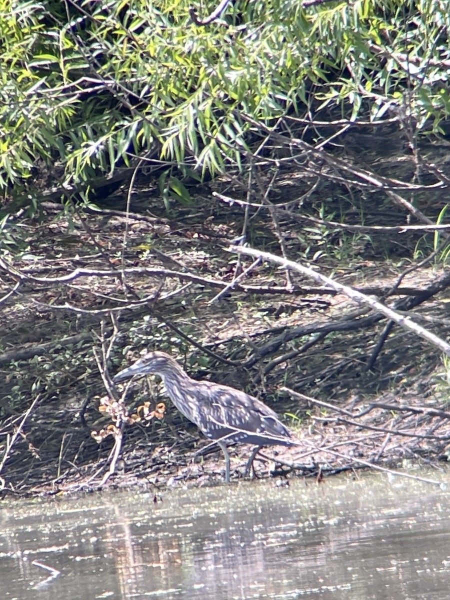 Ногоовор зашин - ML469781151