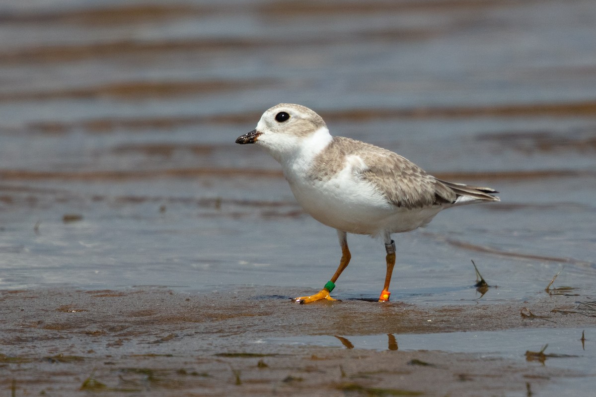 Piping Plover - Kurt Miller