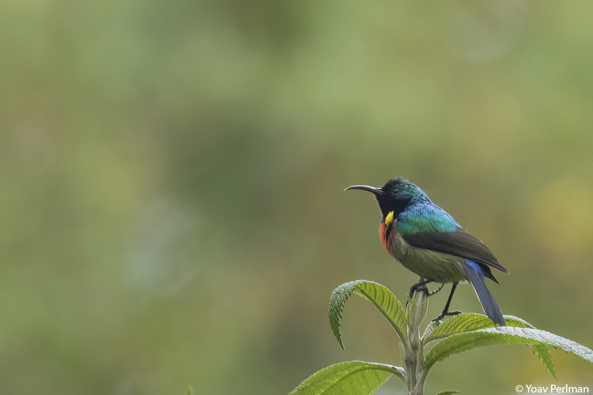 Eastern Double-collared Sunbird - Yoav Perlman