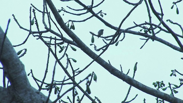 Hooded Tanager - ML469784