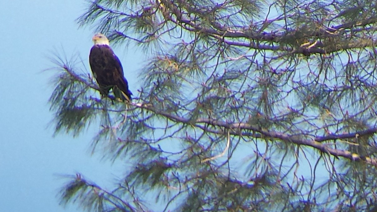 Bald Eagle - ML469784441