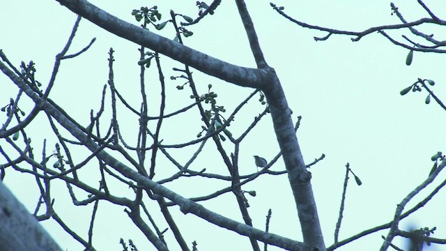 Hooded Tanager - ML469785